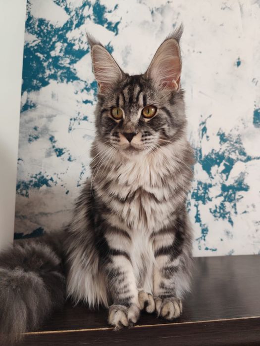 Kotka Maine Coon linia Polidactyl do hodowli.