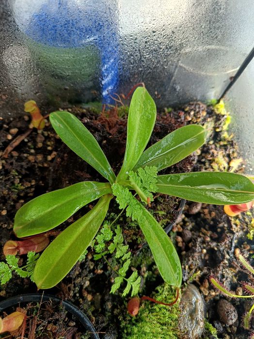 Dzbanecznik - roślina owadożerna