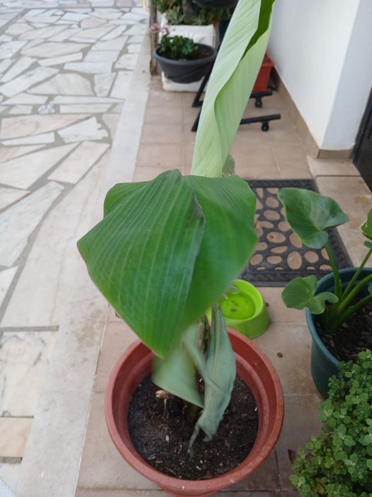 Bananeira da Madeira, costuma dar bananas uma duas vezes por ano.