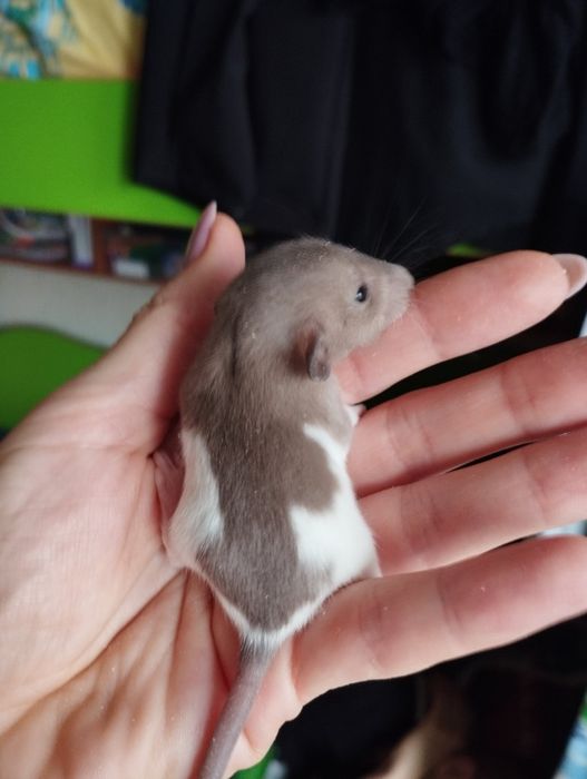 Пропоную крисинята дамбо