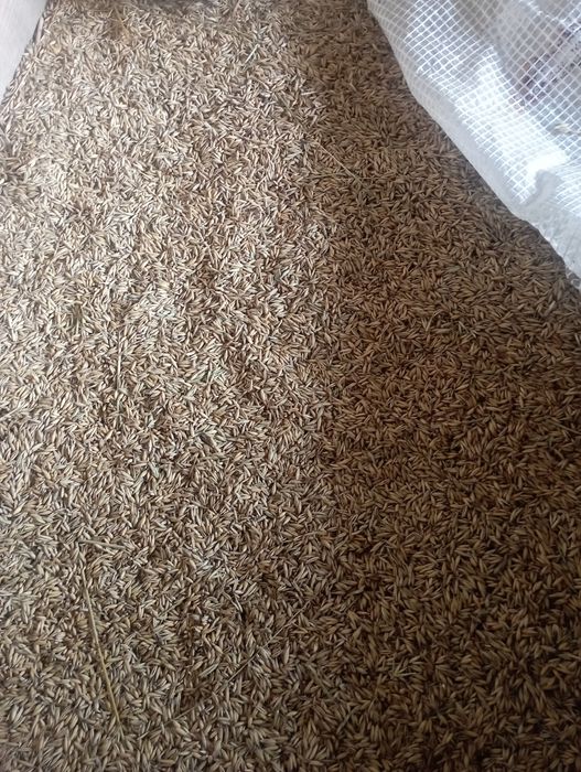 Owies z e zbiorów 2025 roku