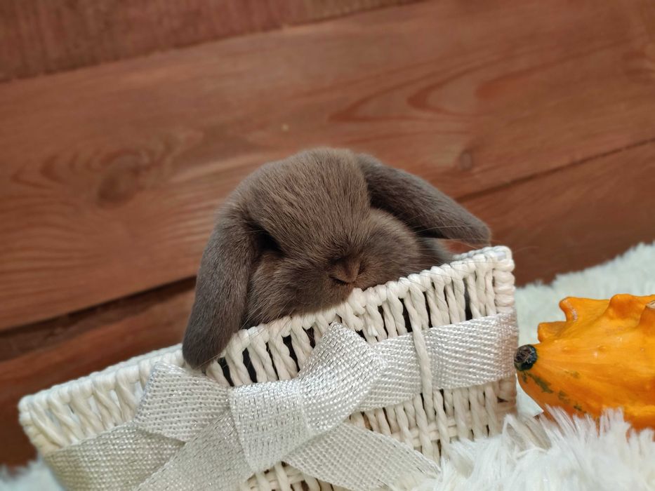 Mini Lop. Urocze króliczki domowe.