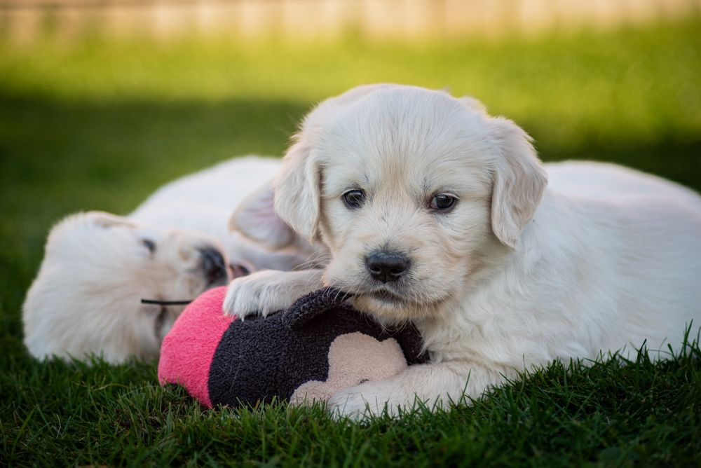 Golden Retriever ZKwP/FCI