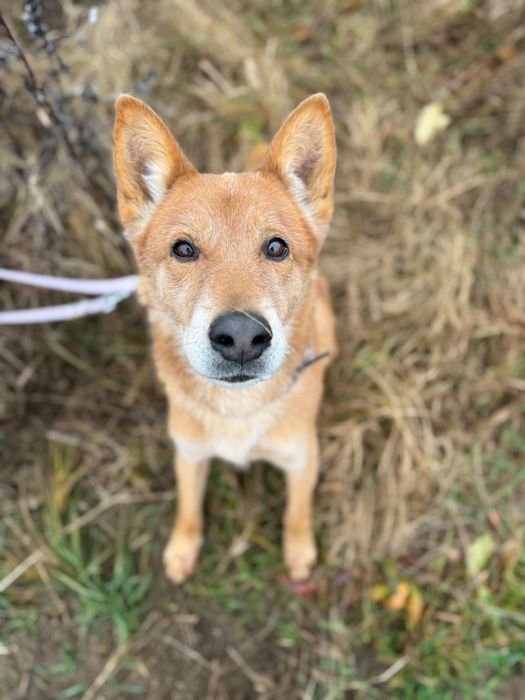 Łagodny karmel w poszukiwaniu domu