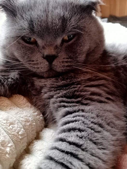 Вязка вислоухие ищет невесту