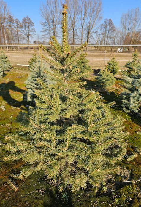 Świerk srebrny Kaibab 80-120cm