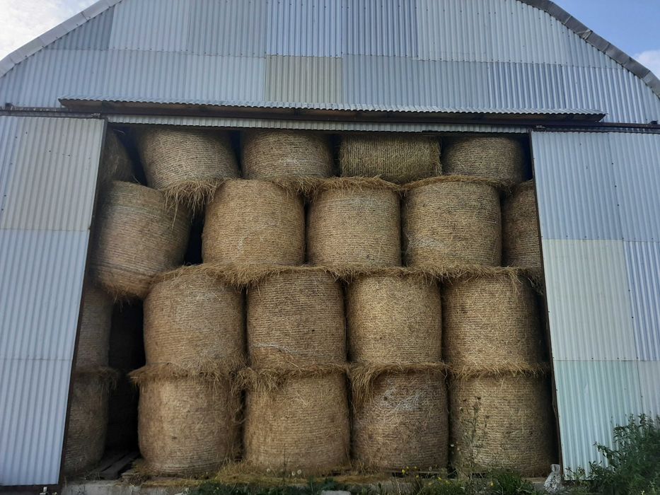 Bale / bele / baloty SUCHE siano duże
