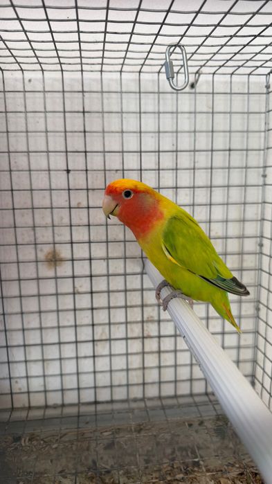 Casal de Agapornis Roseicollies