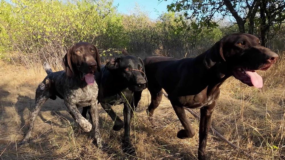 Профессионально, качественно подготовленные собаки для охоты.