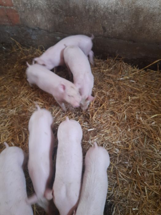 Sprzedam prosięta rejestrowane