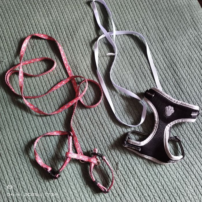 Ошийник для котика