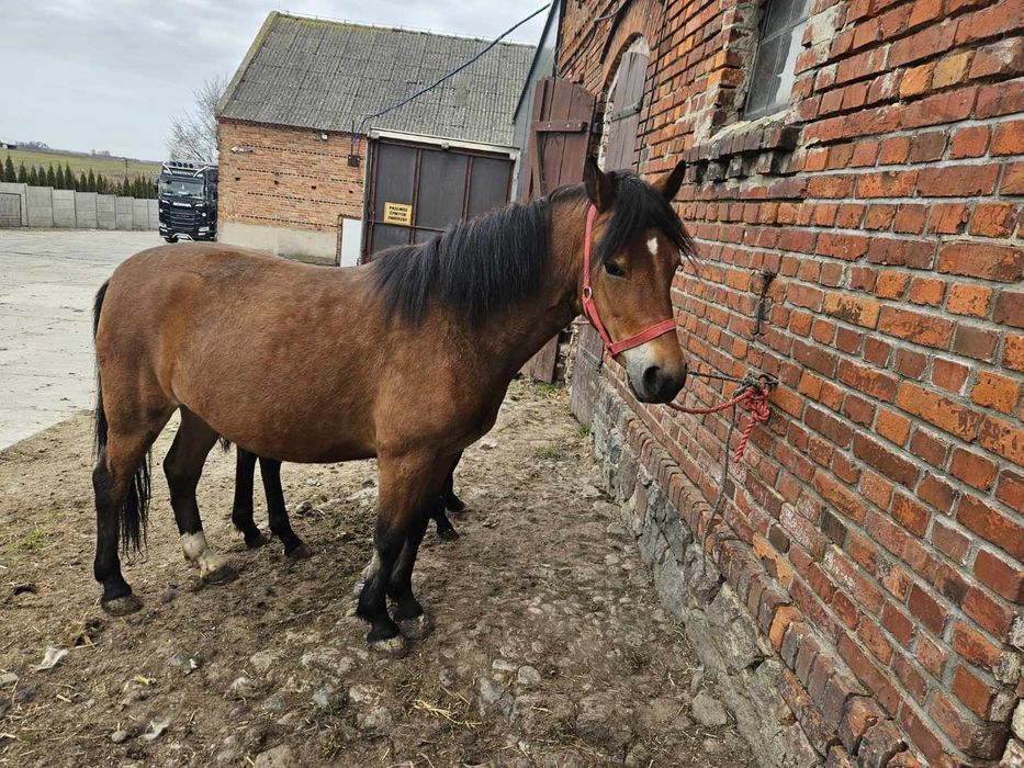 Klacz huculska z ogierkiem