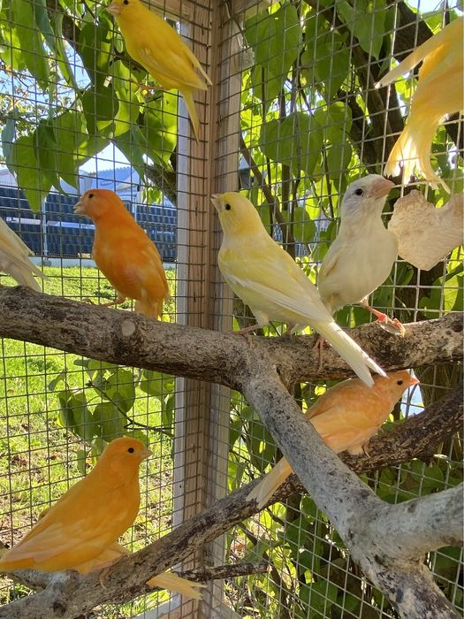 Kanarek, kanarki na sprzedaż