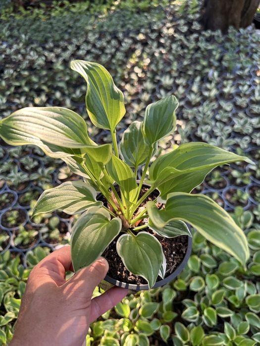 Hosta ogrodowa, Funkia różne odmiany