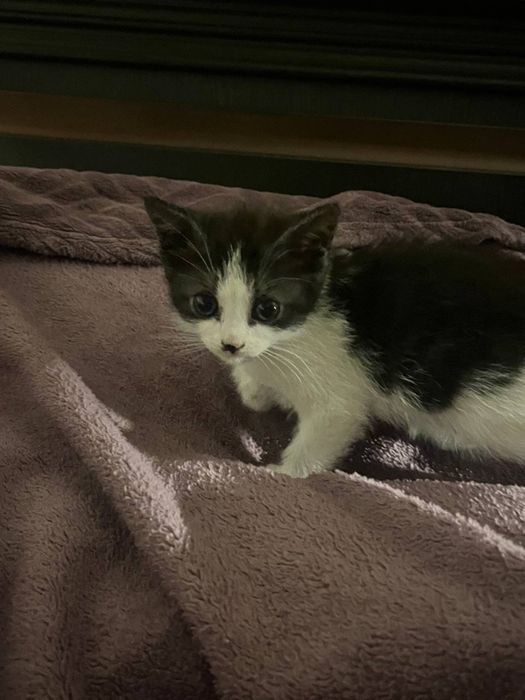 Котята в добрі руки