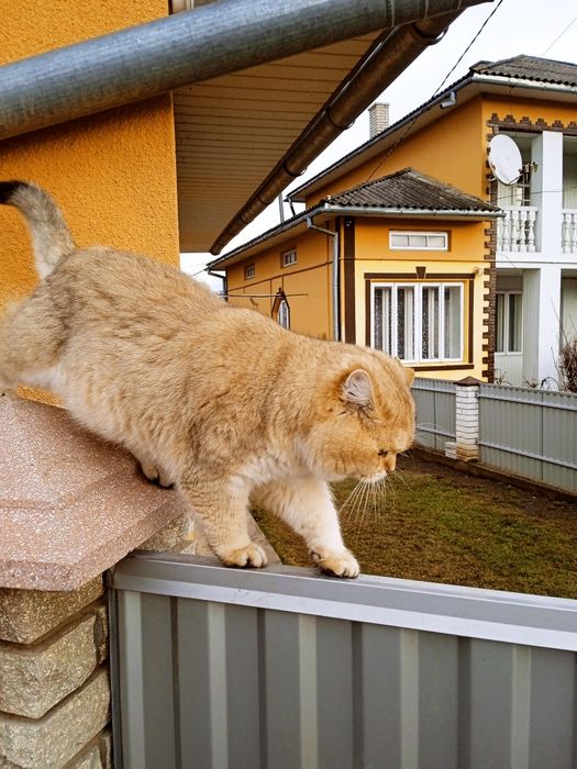 Британський кіт золота шиншила.В'язка.