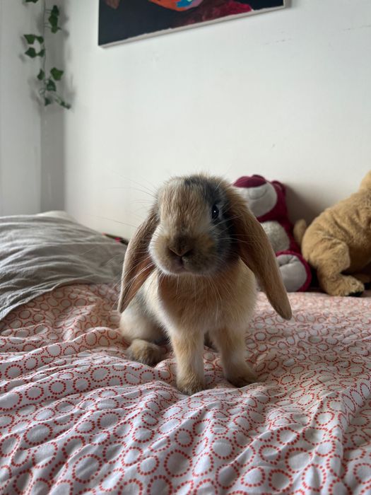 coelho mini loop anao macho