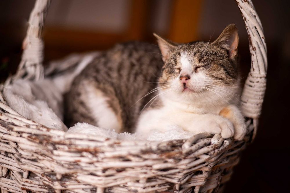 Niewidoma EMMA czeka na dom!