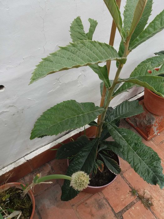 Fruta e Compotas