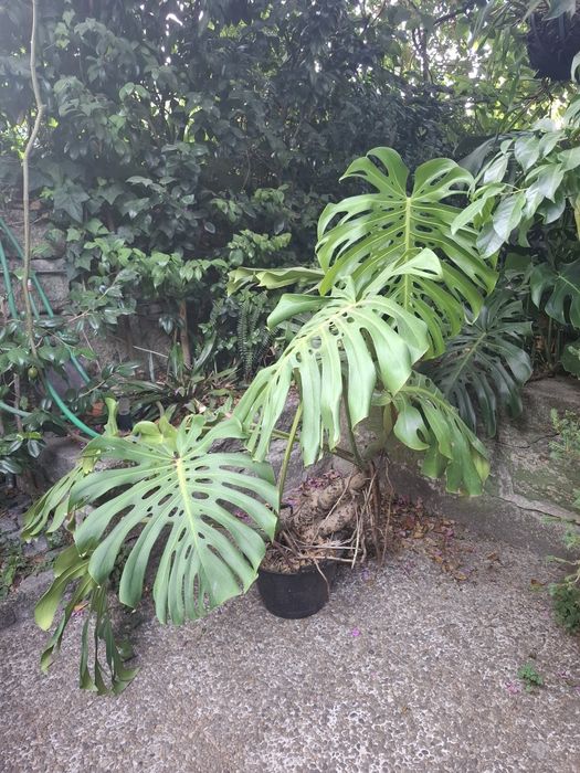 Monstera gigante