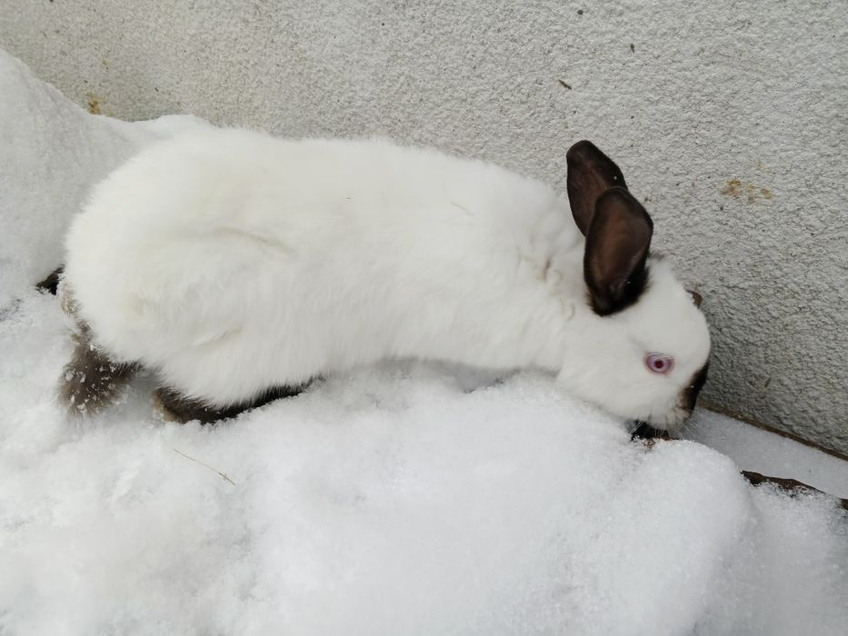 Продам тушки і живі  кролі