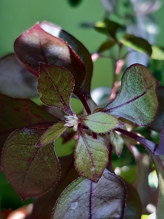 Вючі та ліаноподібні кімнатні рослини