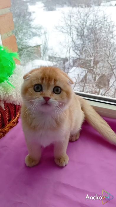 Лялькова дівчинка золота шиншила. Шотландська висловуха