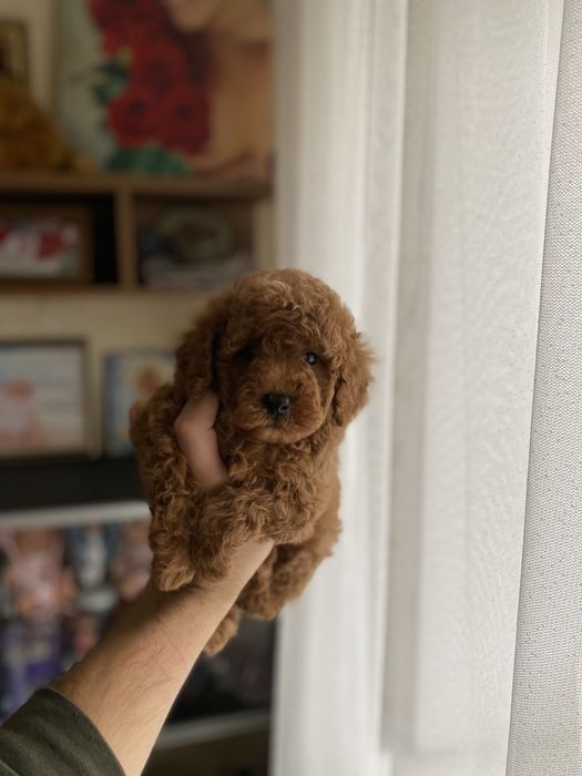 Симпатична дівчинка мальтіпу