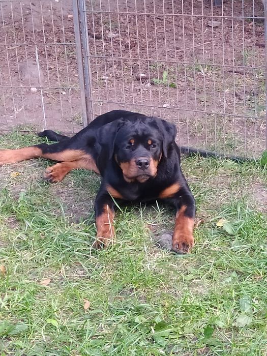 Odchowane  suczka rottweiler FCI