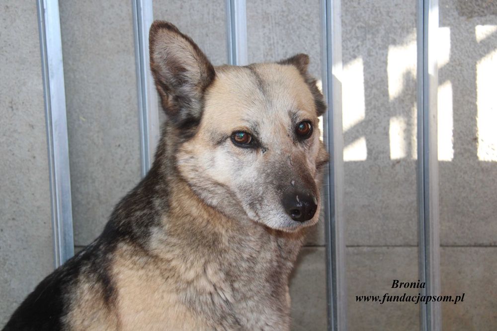 Bronia - sunia w typie owczarka