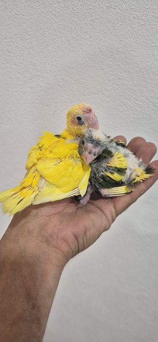 Kakarikis serem criados a mão