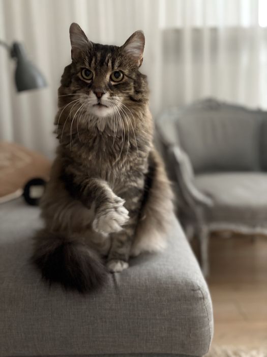 Długowłosa Kotka Mija w typie leśny norweski  szuka domu.