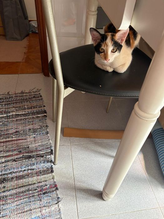 Gatinhos prontos para adoçao responsável