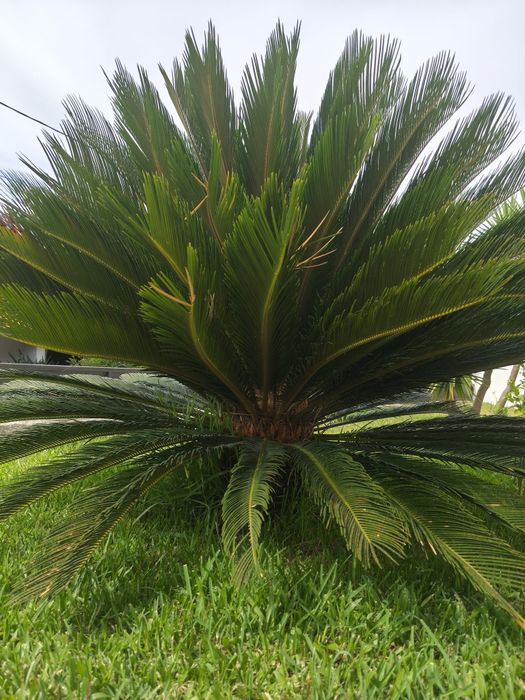 Palmeira Cica grande ( reservada)