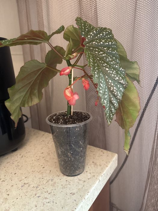 Бегония пятнистая