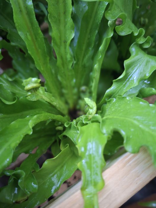 Asplenium antiquum 'Osaka'  WYSYŁKA