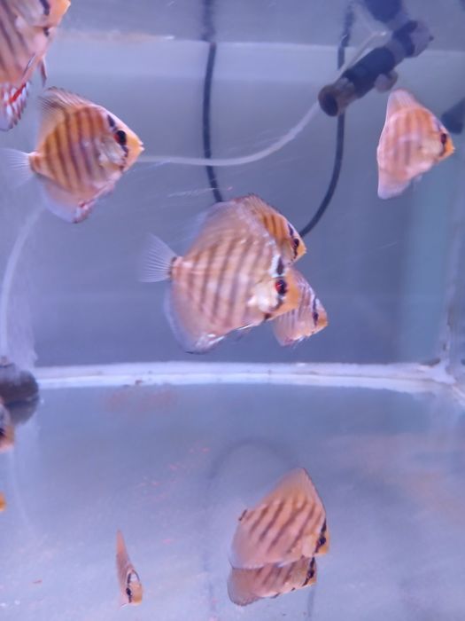 Discus juvenis vermelho turquesa - 4-6 cm