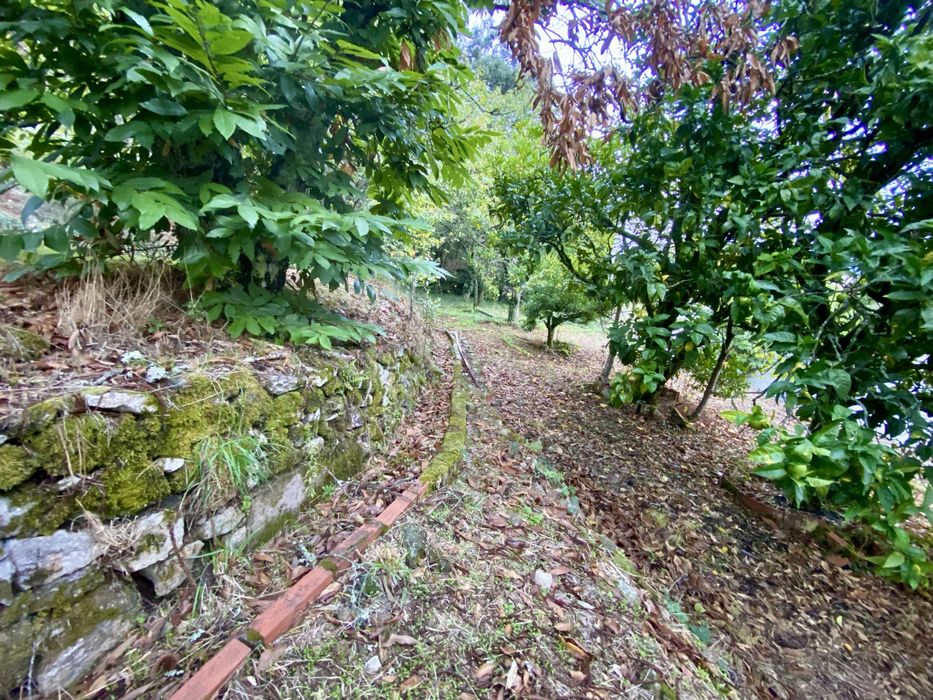 Quintinha c/ moradia T3 + 2 Ruínas