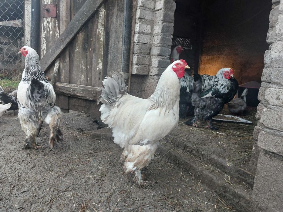 Koguty brahma, lawendowy