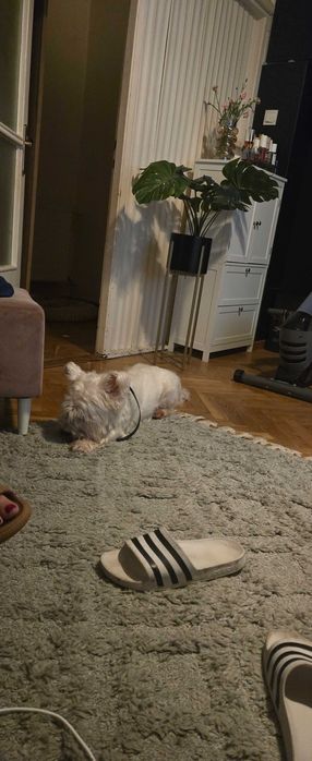 Oddam za darmo psa rasy terier z rodowodem lat 4