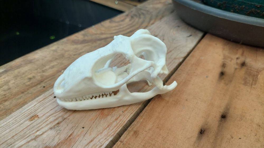 Caveiras decorativas