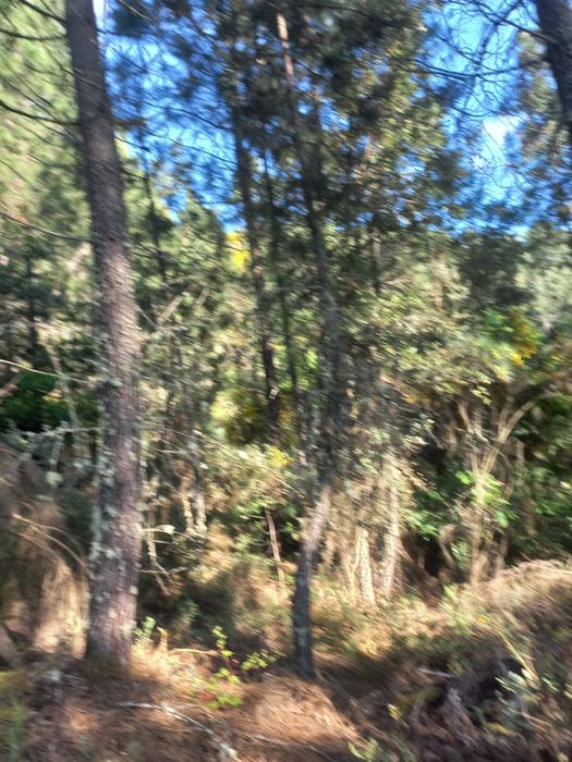 Vendo mata ou os pinheiros