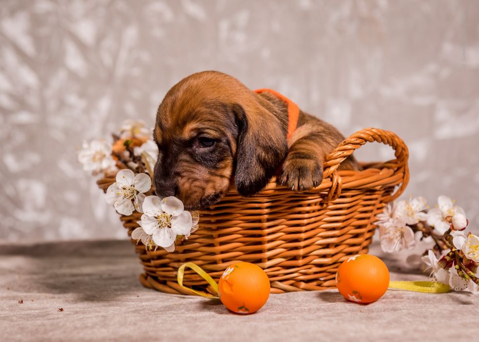 Цуценята такси стандартної