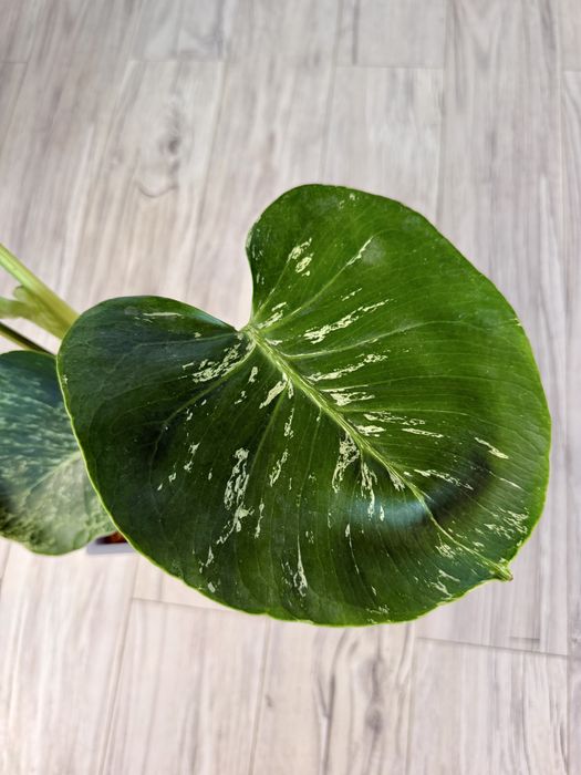 Monstera bulbosaur