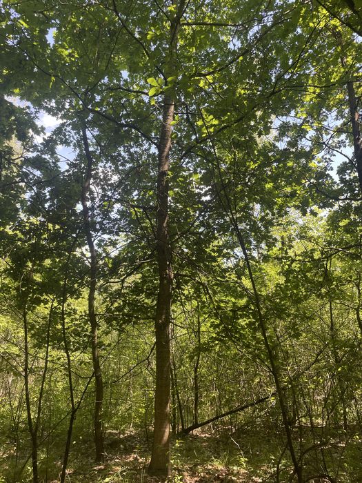 Działka leśno rolna 3.5ha - Widok 5