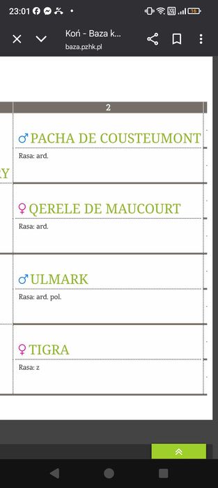 Klacz 2 lata Arden Polski