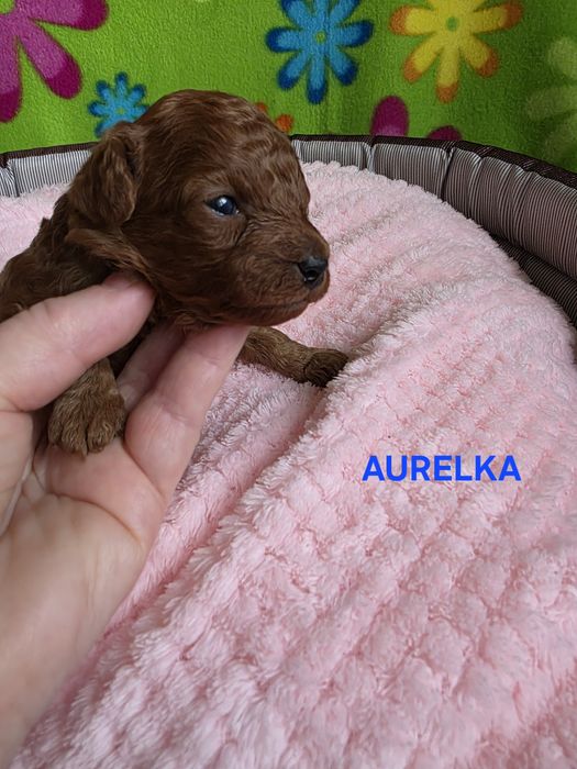 Zarezerwowana  Aurelka