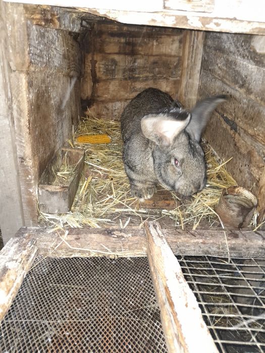 Продам самця фландер.