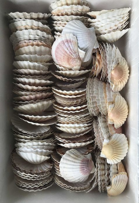 Conchas de Vieiras com Tampa