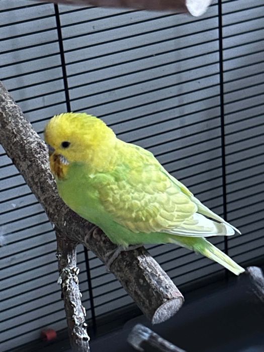 Półroczna papuga falista - Kiwi (razem z klatką)